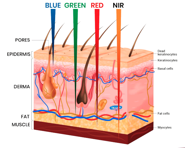 686e8df96e4a64e6dabce860 - Sculptology Illustration showing different colored light penetrating the skin for red, blue, and green light therapy at Sculptology Wellness Center