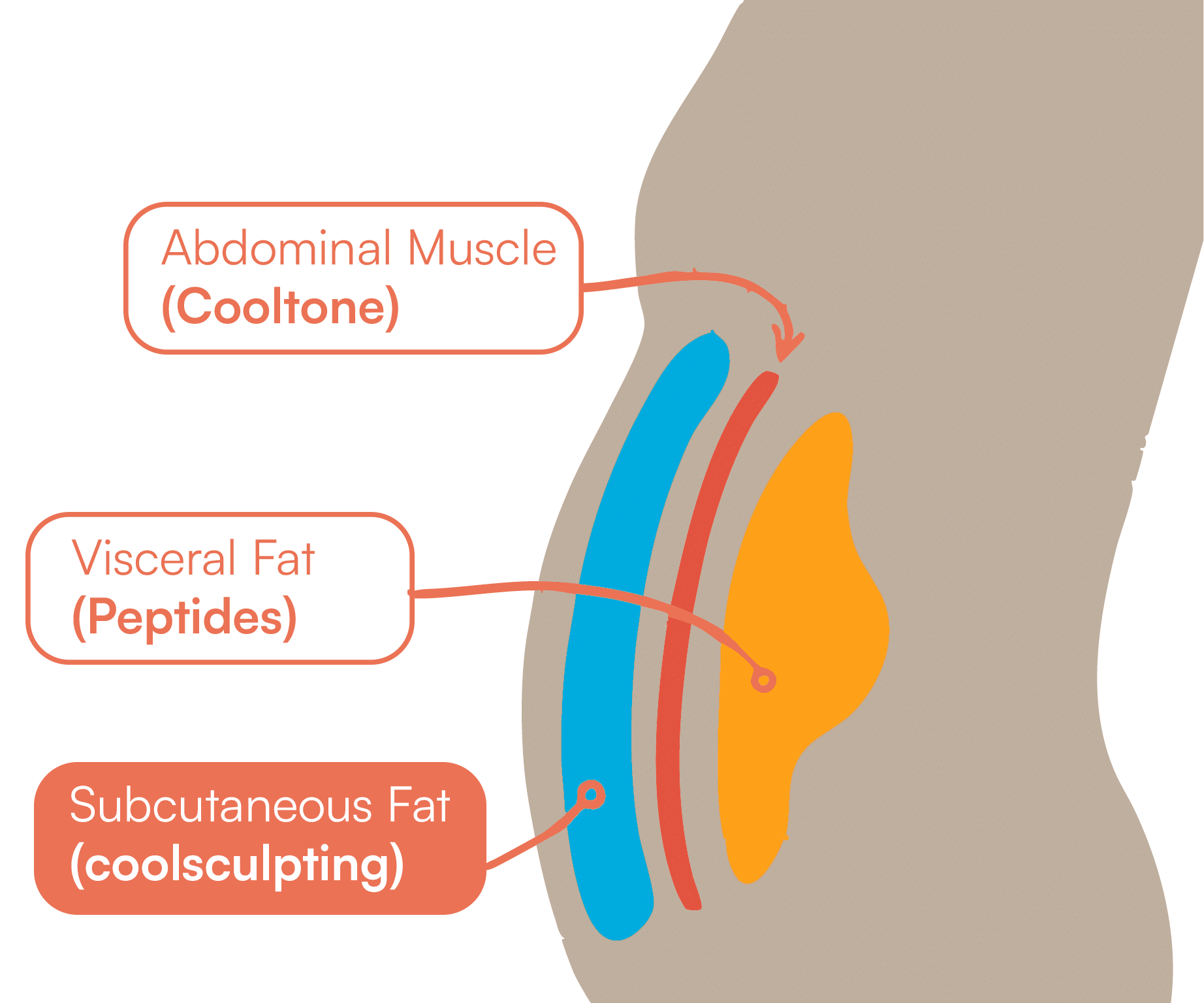 Illustration explaining the difference between stubborn fat and visceral fat for CoolSculpting treatment
