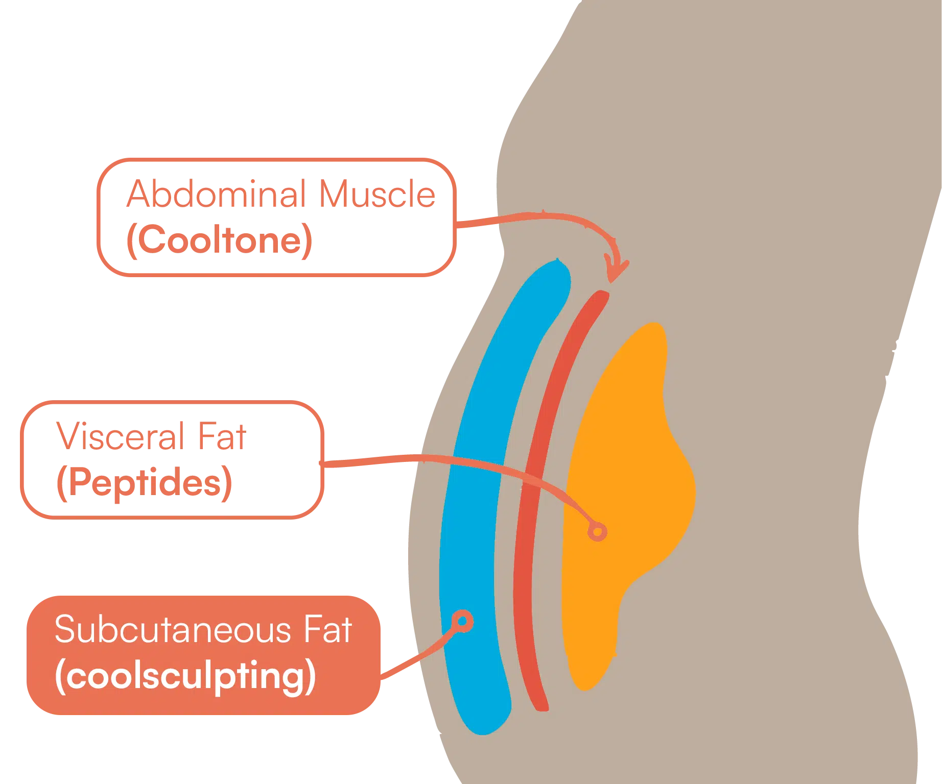 Illustration explaining the difference between stubborn fat and visceral fat for CoolSculpting treatment