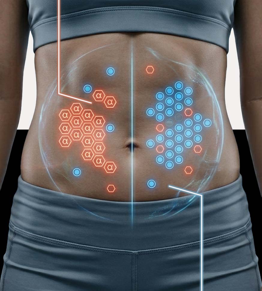 Diagram of Alpha vs Beta receptors in abdominal fat cells explaining stubborn fat resistance.
