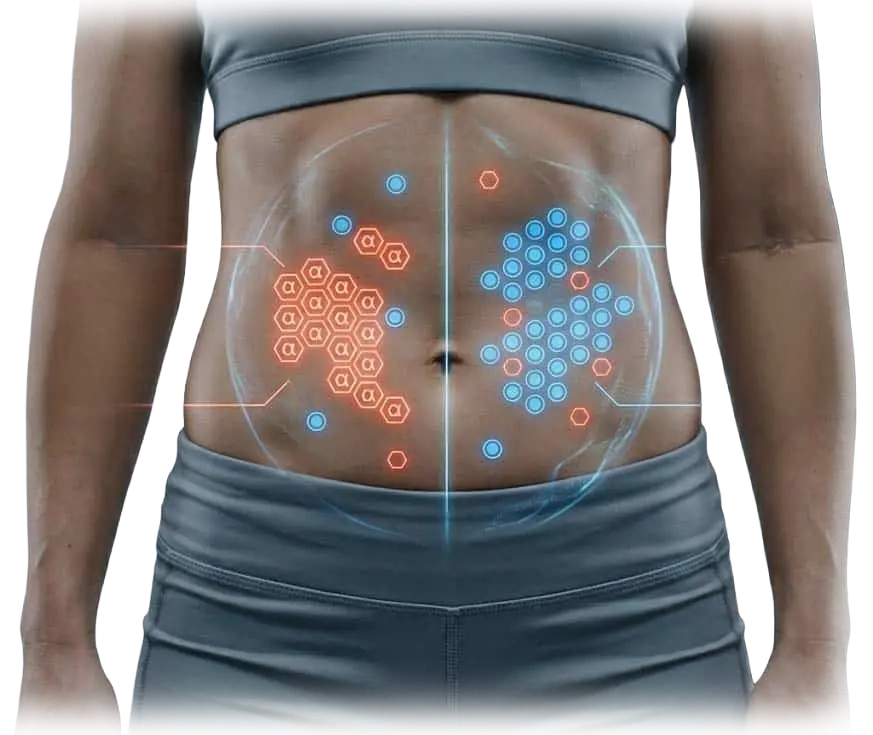 Diagram of Alpha vs Beta receptors in abdominal fat cells explaining stubborn fat resistance.